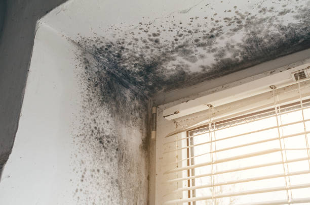 Affordable Mold Cleanup solutions in Upperville, VA